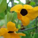 Thunbergia alata 'Super Star' fleur
